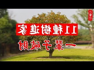 桂花樹 風水